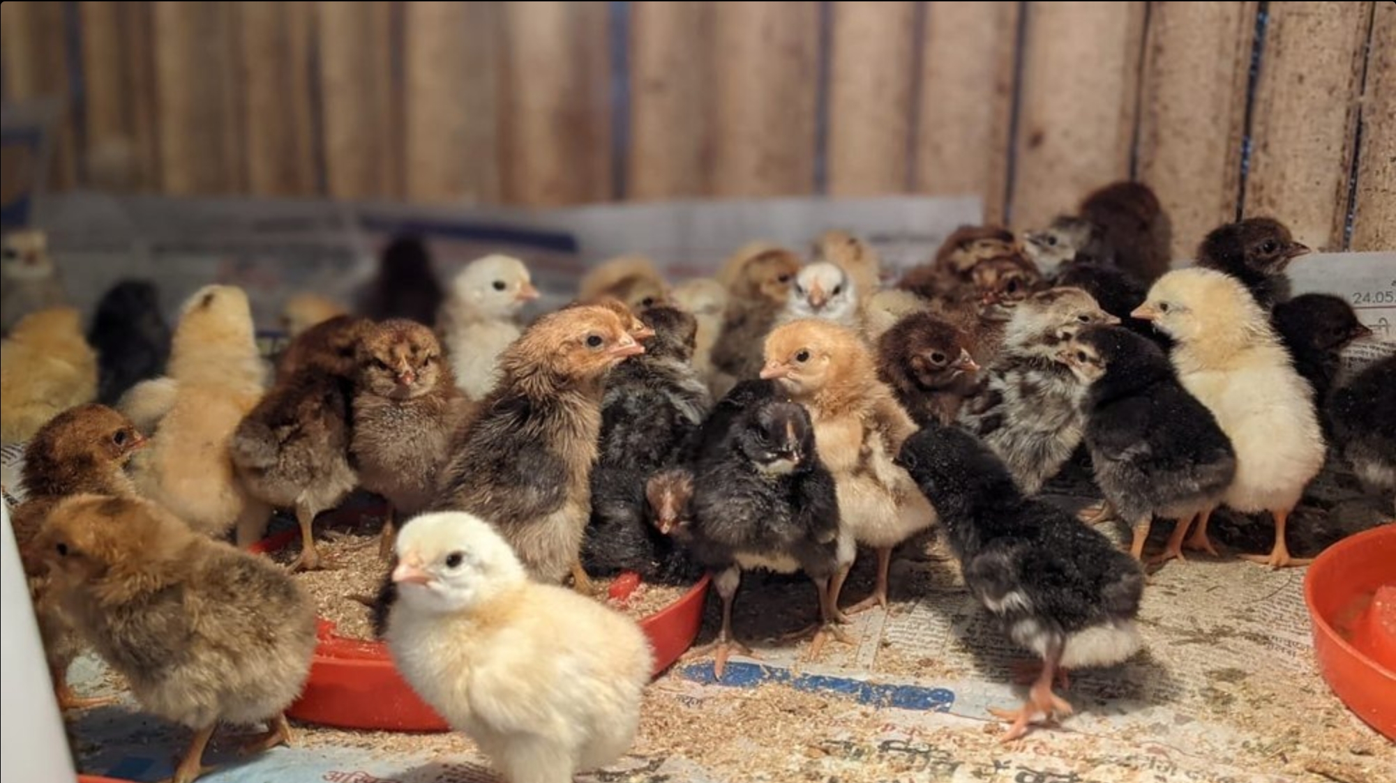 Fresh Chicks